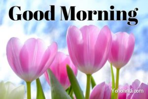 100+ Good Morning Images, Pictures & Beautiful Good Morning Images Download HD (2022)