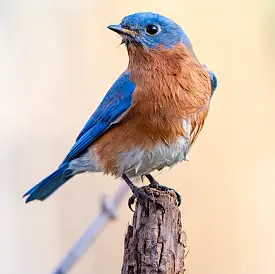 Birds Name in Hindi and English | पक्षियों के नाम